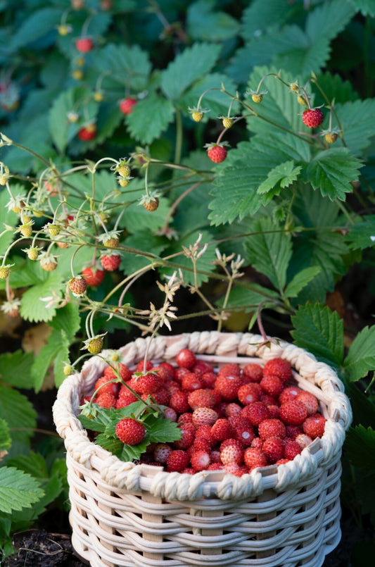 WILD STRAWBERRIES, A WILD DIAMONDS! - Garisar
