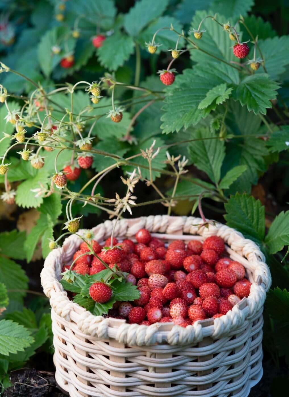 Garisar Garisar Wild Strawberry Jam
