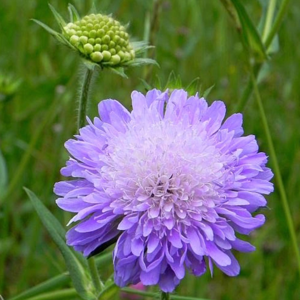 Field Scabious Garisar field-scabious-garisar