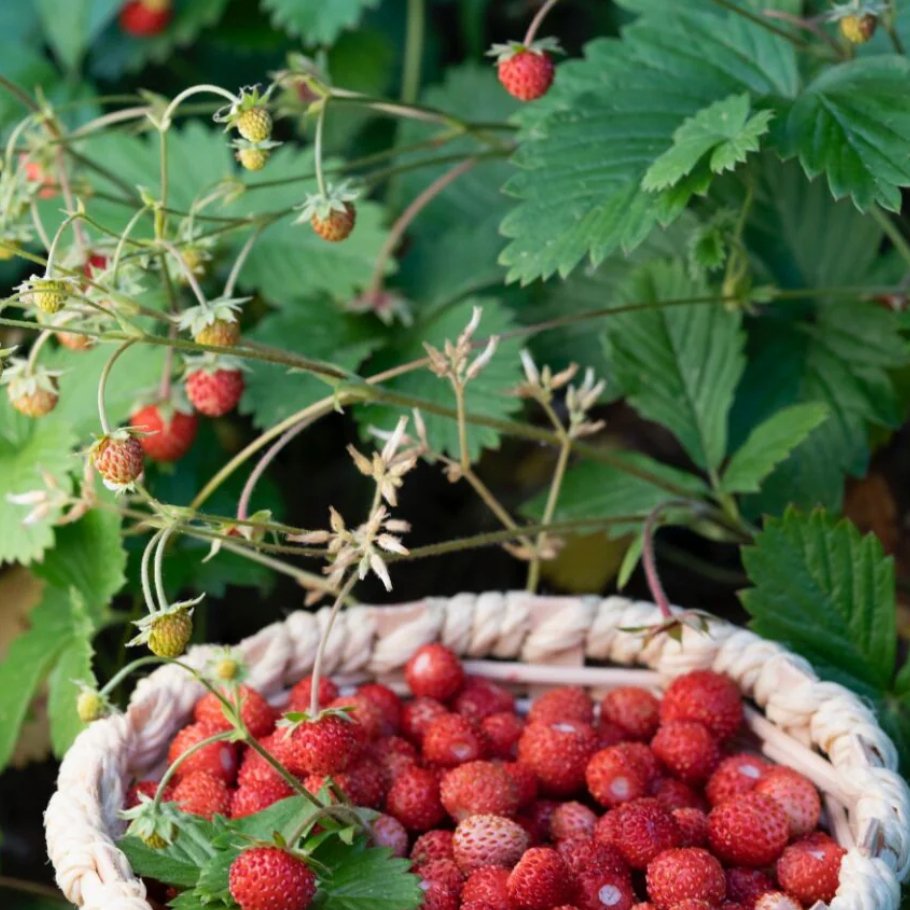 Wild Strawberry – Garisar