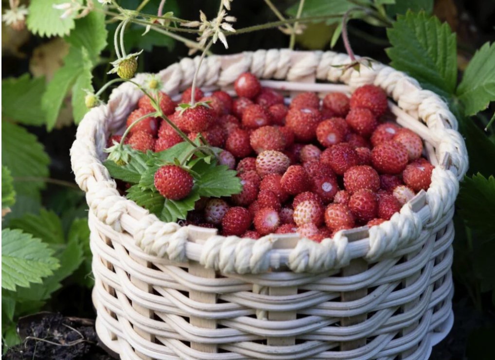 Garisar Wild Strawberry Jam: The Most Delicious State of Strawberries - Garisar