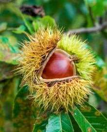 Chestnut Flower