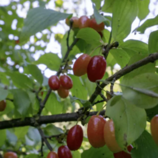 Wild Cornelian Cherry