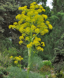 Ferula