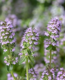 Thyme