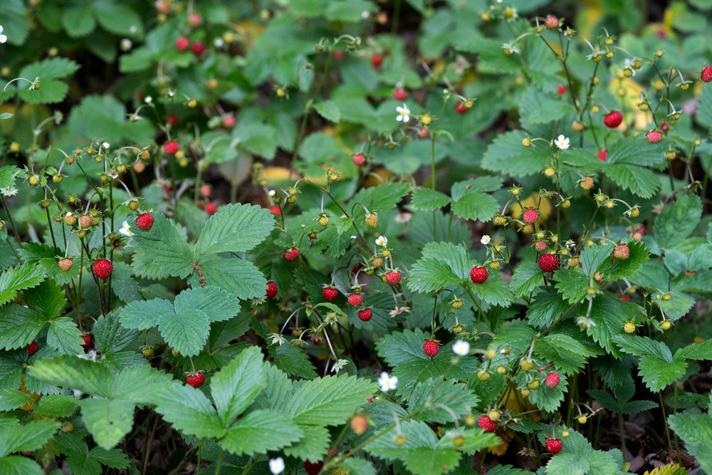 Wild Strawberry – Garisar