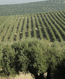 Garisar Arbequina Olive Tree