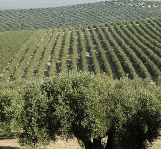 Arbequina Olive Tree - Garisar