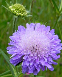 Garisar Field Scabious