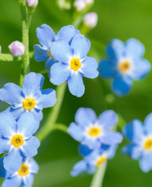 Garisar Forget-Me-Not Flower