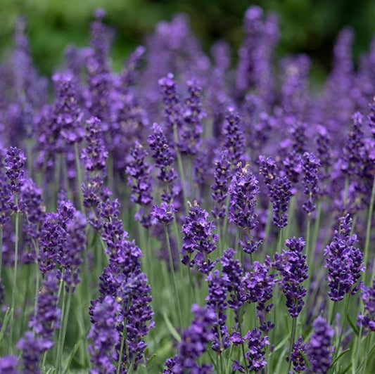 Lavender - Garisar