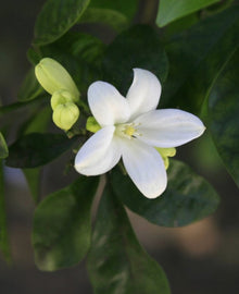 Garisar Lemon Flower