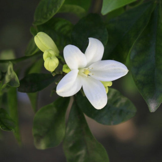 Lemon Flower - Garisar