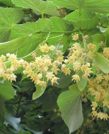 Garisar Linden Flower