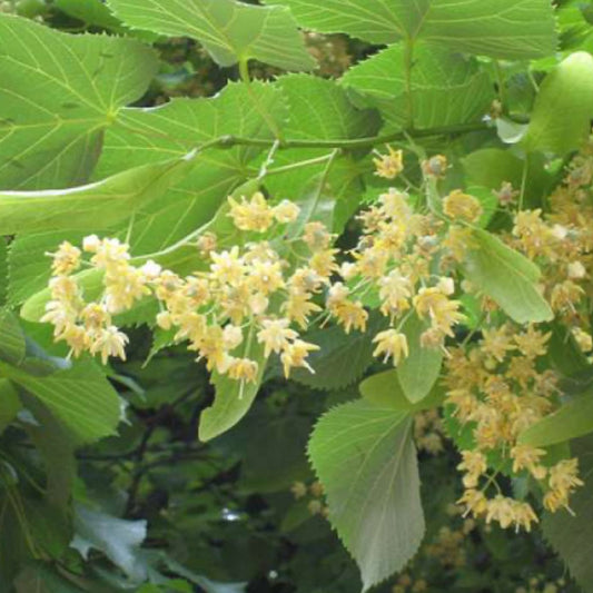 Linden Flower - Garisar