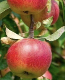 Garisar Muscatel Apple