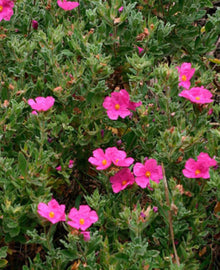 Garisar Pink Rock Rose