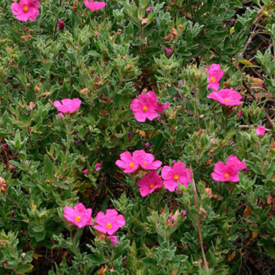 Pink Rock Rose – Garisar