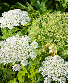 Garisar Queen Anne's Lace