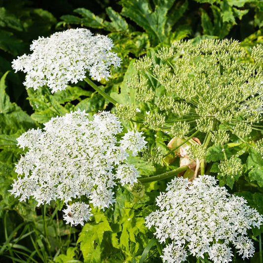 Queen Anne's Lace - Garisar