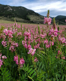 Sainfoin