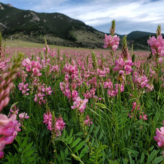 Sainfoin - Garisar