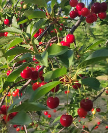 Garisar Sour Cherry
