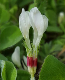 Garisar Subterranean Clover