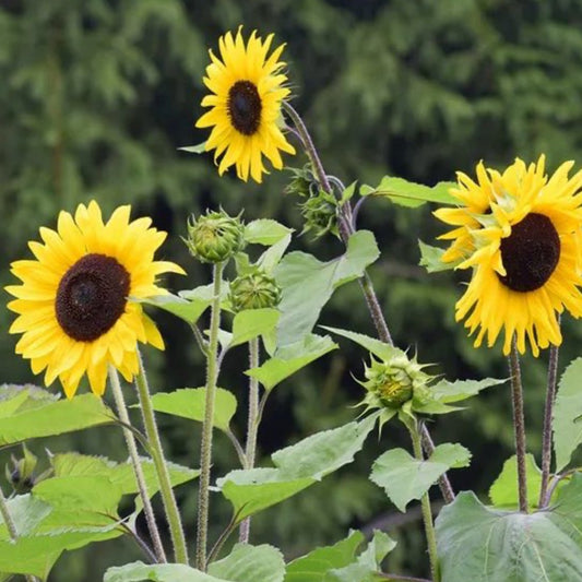 Sunflower - Garisar