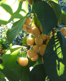 Garisar White Cherry