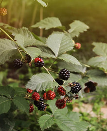 Garisar Wild Blackberry