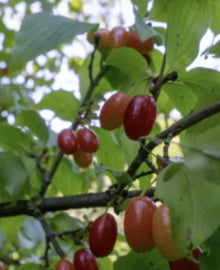 Garisar Wild Cornelian Cherry