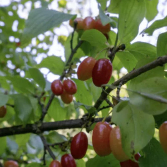 Wild Cornelian Cherry - Garisar