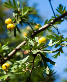 Garisar Wild Hawthorn
