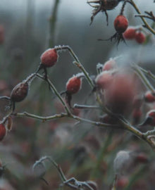 Garisar Wild Rosehip