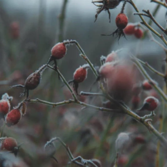 Wild Rosehip - Garisar