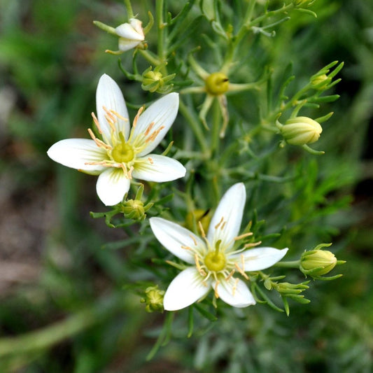 Wild Rue - Garisar