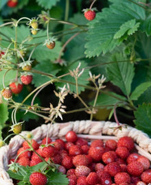 Garisar Wild Strawberry