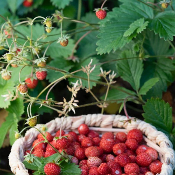 wild-strawberrywild-strawberry
