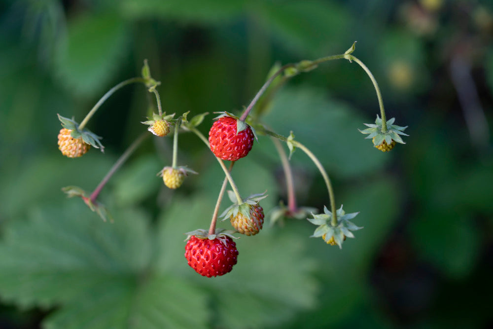 Wild Strawberry – Garisar