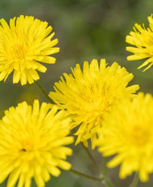 Garisar Yellow Flower