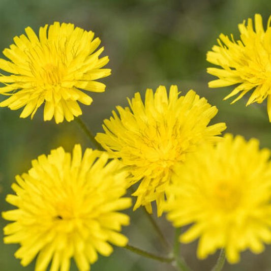 Yellow Flower - Garisar